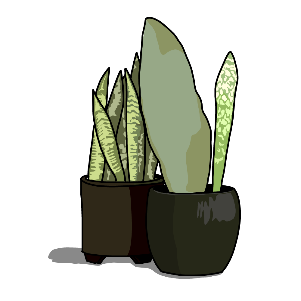 私たちの想い・サンスベリアの鉢のイラスト