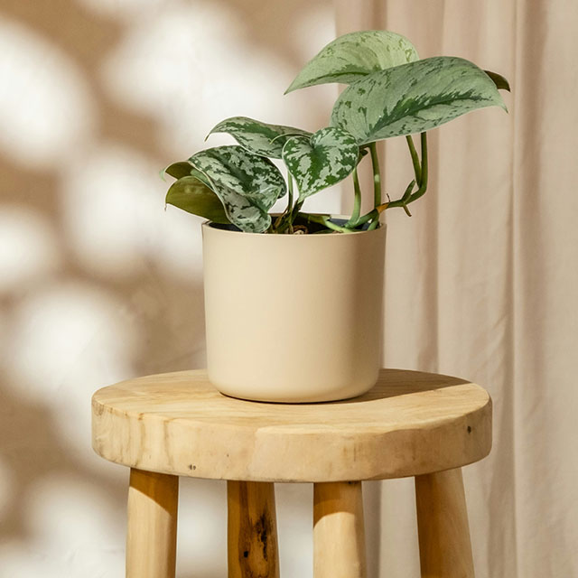 スキンダプタスの画像