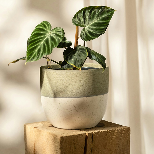 フォロデンドロンの画像