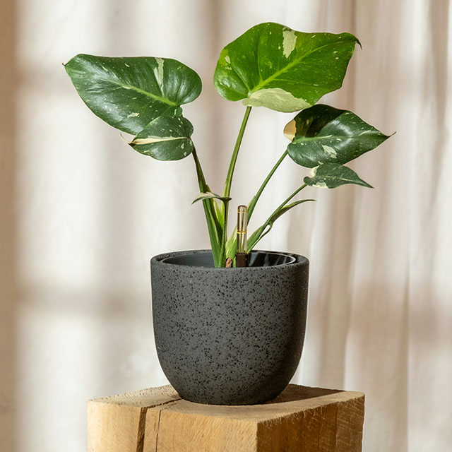 モンステラ（斑入りの画像