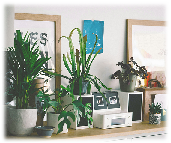 植物と暮らしのイメージ・当店のサービス内容