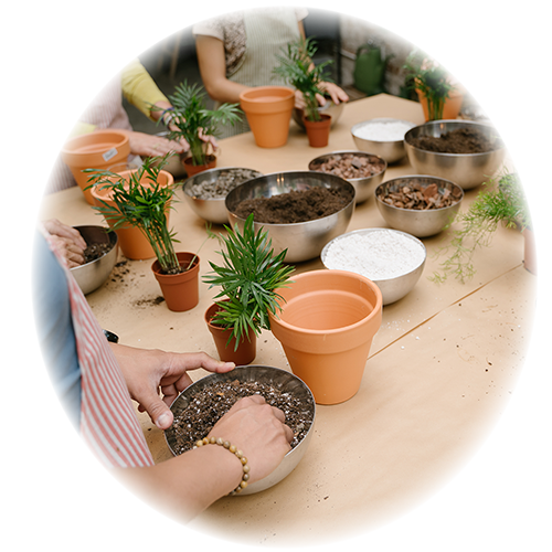 植え替えワークショップの画像