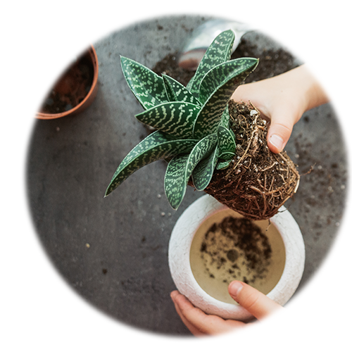 植え替えサービスの画像